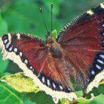 Mourning Cloak Spiritual Meaning, Symbolism, and Totem