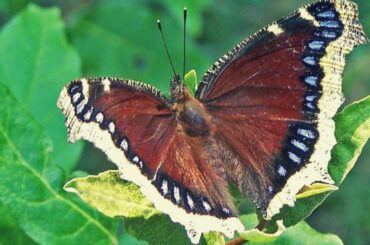 Mourning Cloak Spiritual Meaning, Symbolism, and Totem