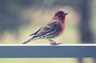 Mystical Meaning of the Red House Finch