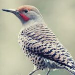 Northern Flicker Spiritual Meaning, Symbolism and Totem