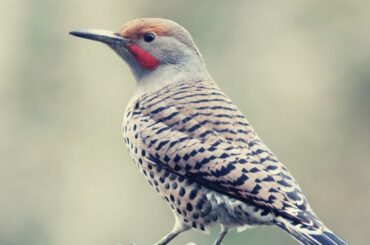 Northern Flicker Spiritual Meaning, Symbolism and Totem