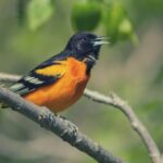Oriole Bird Symbolism, Meaning, and Totem