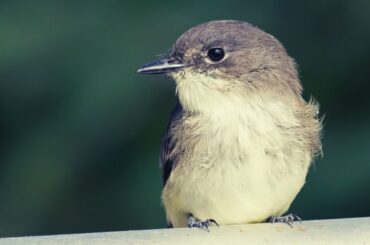 Phoebe Bird Spiritual Meaning, Symbolism, and Totem