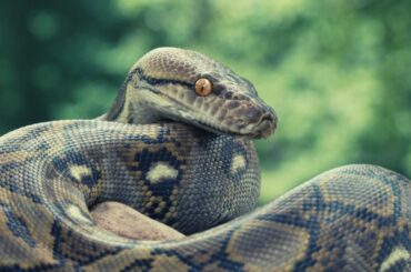 Python Spiritual Meaning, Symbolism, and Totem
