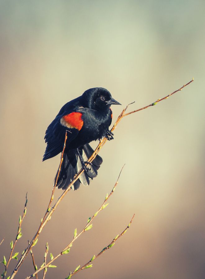 Red-Winged Blackbird Dreams