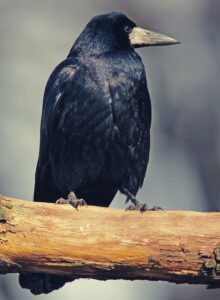 Rook Bird Symbolism, Meaning, and Totem - SacredSymbo