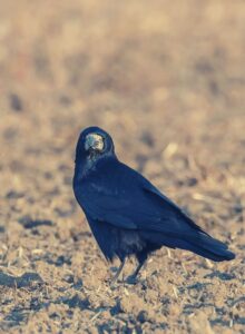 Rook Bird Symbolism, Meaning, and Totem - SacredSymbo