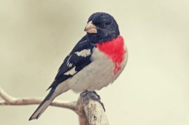 Rose-Breasted Grosbeak Spiritual Meaning, Symbolism, and Totem