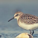 Sandpiper Symbolism, Meaning and Totem