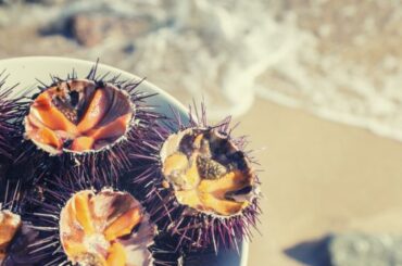 Sea Urchins Spiritual Meaning, Symbolism, and Totem