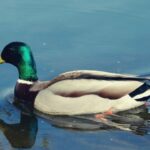 Spiritual Symbolism and Meaning of Mallard Ducks