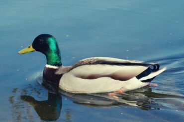 Spiritual Symbolism and Meaning of Mallard Ducks