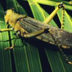 Uncovering the Hidden Spiritual Wisdom of the Green Grasshopper