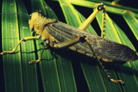 Uncovering the Hidden Spiritual Wisdom of the Green Grasshopper