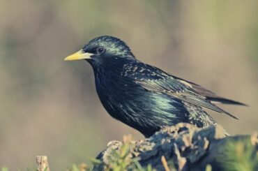 Starling Spiritual Meaning: Symbolism, Totem, and Dreams