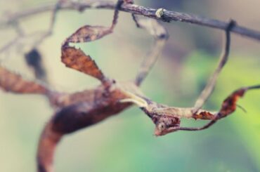 Stick Insect Spiritual Meaning, Symbolism, and Totem