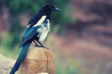 Symbolism of Dead Magpies