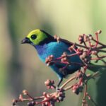 Tanager Spiritual Meaning, Symbolism, and Totem