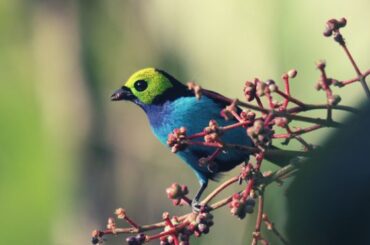 Tanager Spiritual Meaning, Symbolism, and Totem