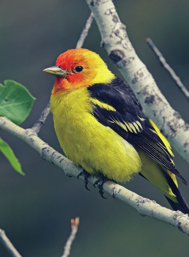 Tanagers as Spirit Guides