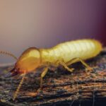 Termite Spiritual Meaning, Symbolism, and Totem