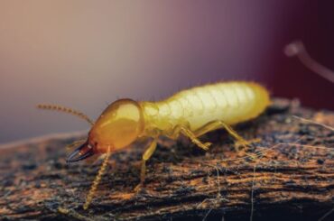 Termite Spiritual Meaning, Symbolism, and Totem