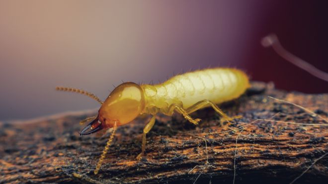 What Termite Turmoil? - Quora
