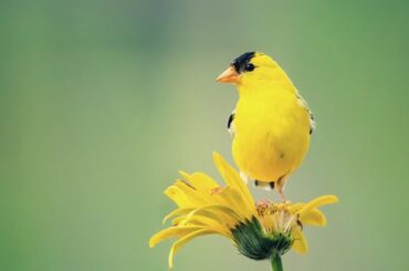 The Deeper Meaning of Seeing a Yellow Bird