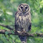 The Mystical Meaning of Barred Owls Symbolism, Dreams, and Spirit Messages