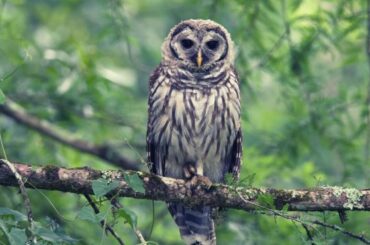 The Mystical Meaning of Barred Owls Symbolism, Dreams, and Spirit Messages