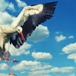 The Spiritual Meaning and Symbolism of the Stork