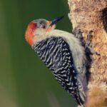 The Spiritual Meaning of a Dead Woodpecker