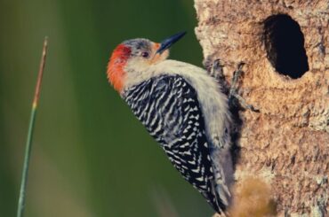 The Spiritual Meaning of a Dead Woodpecker