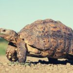 Tortoise Spiritual Meaning, Symbolism, and Totem