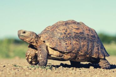 Tortoise Spiritual Meaning, Symbolism, and Totem
