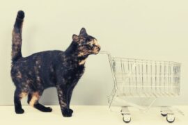 Tortoiseshell Cat Spiritual Meaning, Symbolism, and Totem