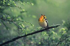 Warbler Spiritual Meaning, Symbolism, and Totem