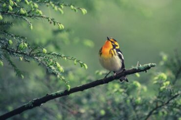 Warbler Spiritual Meaning, Symbolism, and Totem