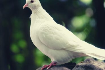 What Does a White Pigeon Symbolize