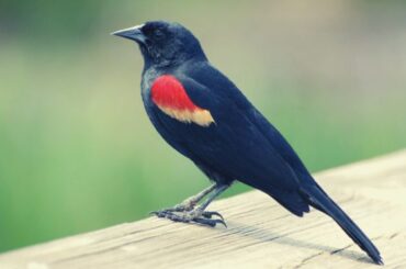 What Does the Red-Winged Blackbird Symbolize