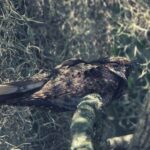 Whippoorwill Spiritual Meaning, Symbolism, and Totem