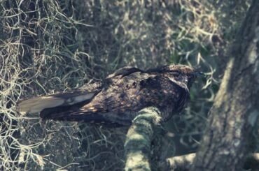 Whippoorwill Spiritual Meaning, Symbolism, and Totem