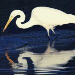 White Egret Symbolism, Meaning, and Totem