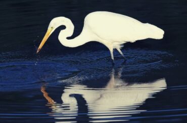 White Egret Symbolism, Meaning, and Totem