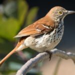 Brown Thrasher Spiritual Meaning, Symbolism, and Totem