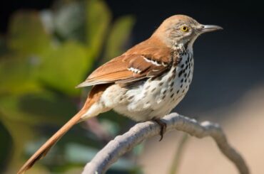 Brown Thrasher Spiritual Meaning, Symbolism, and Totem