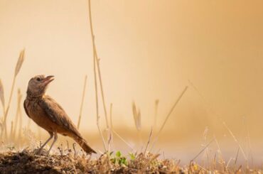 Brown bird Spiritual Meaning, Symbolism, and Totem