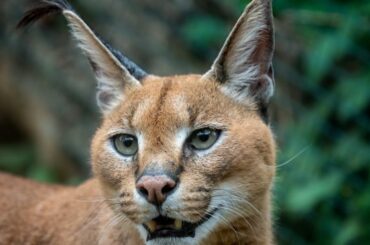 Caracal Symbolism, Meaning, and Totem