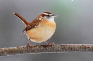 Carolina Wren Spiritual Meaning