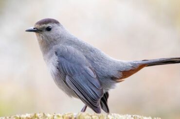 Catbird Symbolism & Meaning